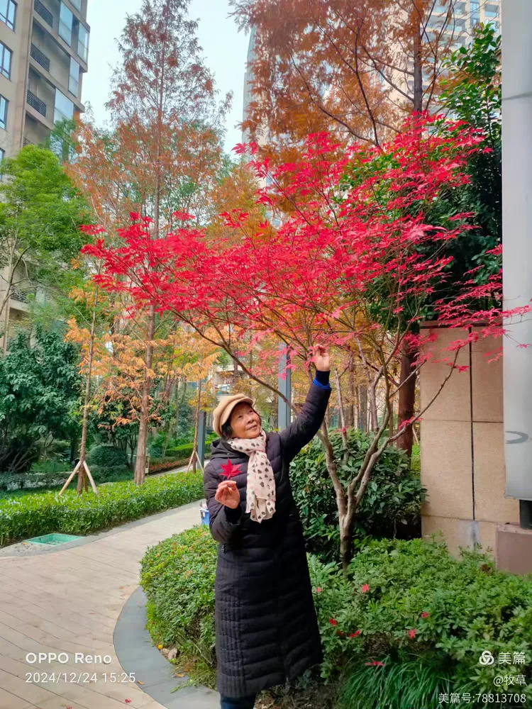 春森彼岸小区三期环境优美2024.12.24